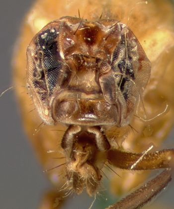 Media type: image;   Entomology 13326 Aspect: head frontal view